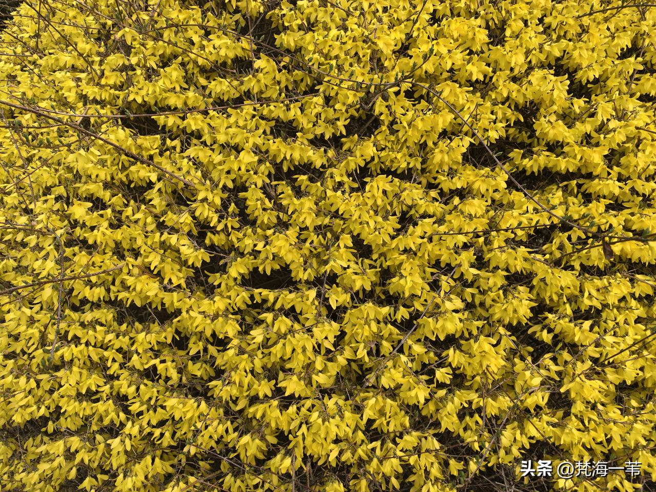 发一张你相册最近拍的花满满的花期