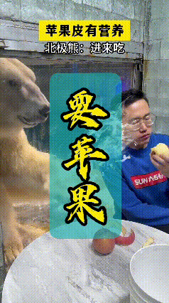 今天刷到个超有意思的视频，饲养员在吃苹果，旁边的北极熊贝贝盯着看，还伸手扒拉玻璃