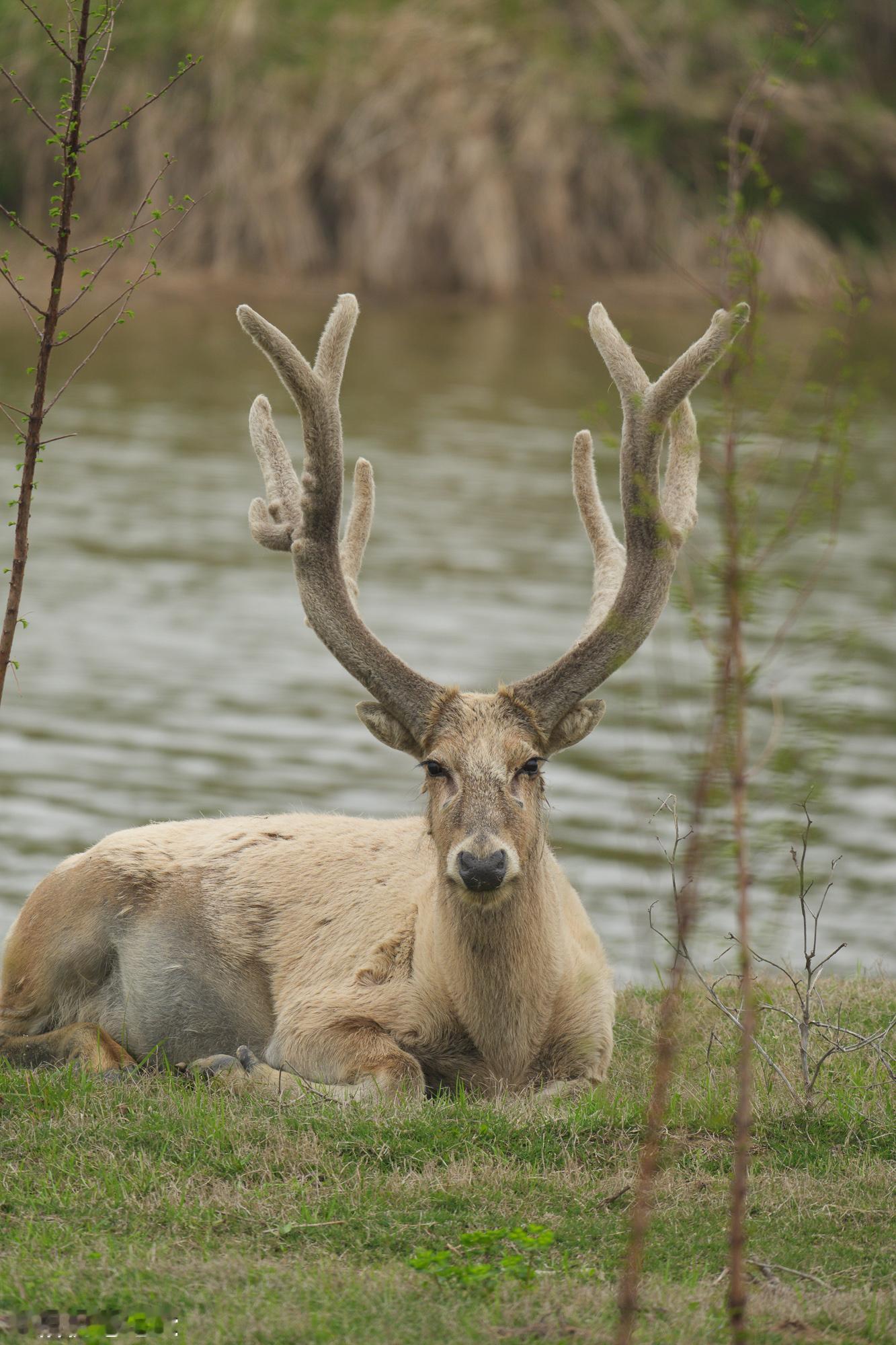 鹗，就叫鹗，“大鹗”只是俗称。它是鹰形目、鹗科、鹗属仅有的一种中型猛禽，善捕鱼。