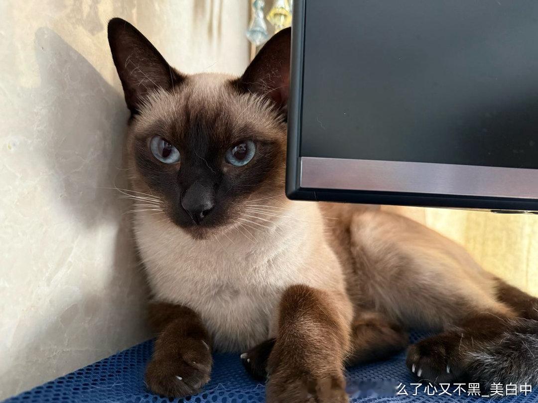 4118只黑脸傻子猫 ​​​