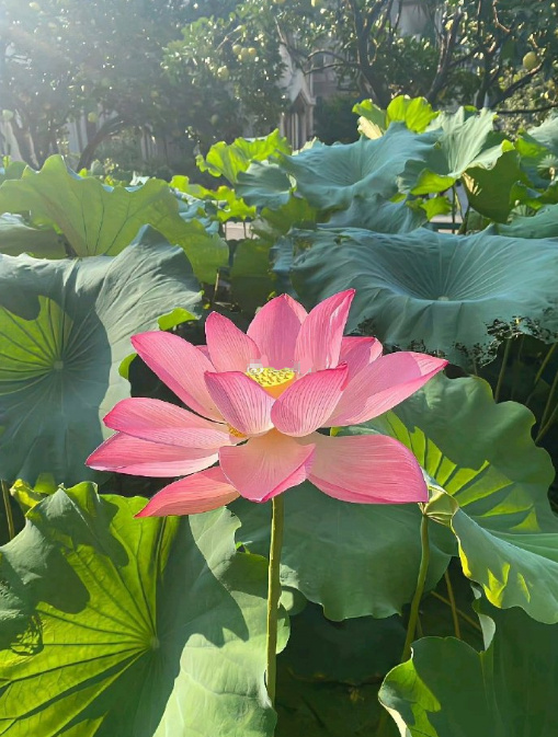 划到本条，每天都好运莲莲喔~运势
