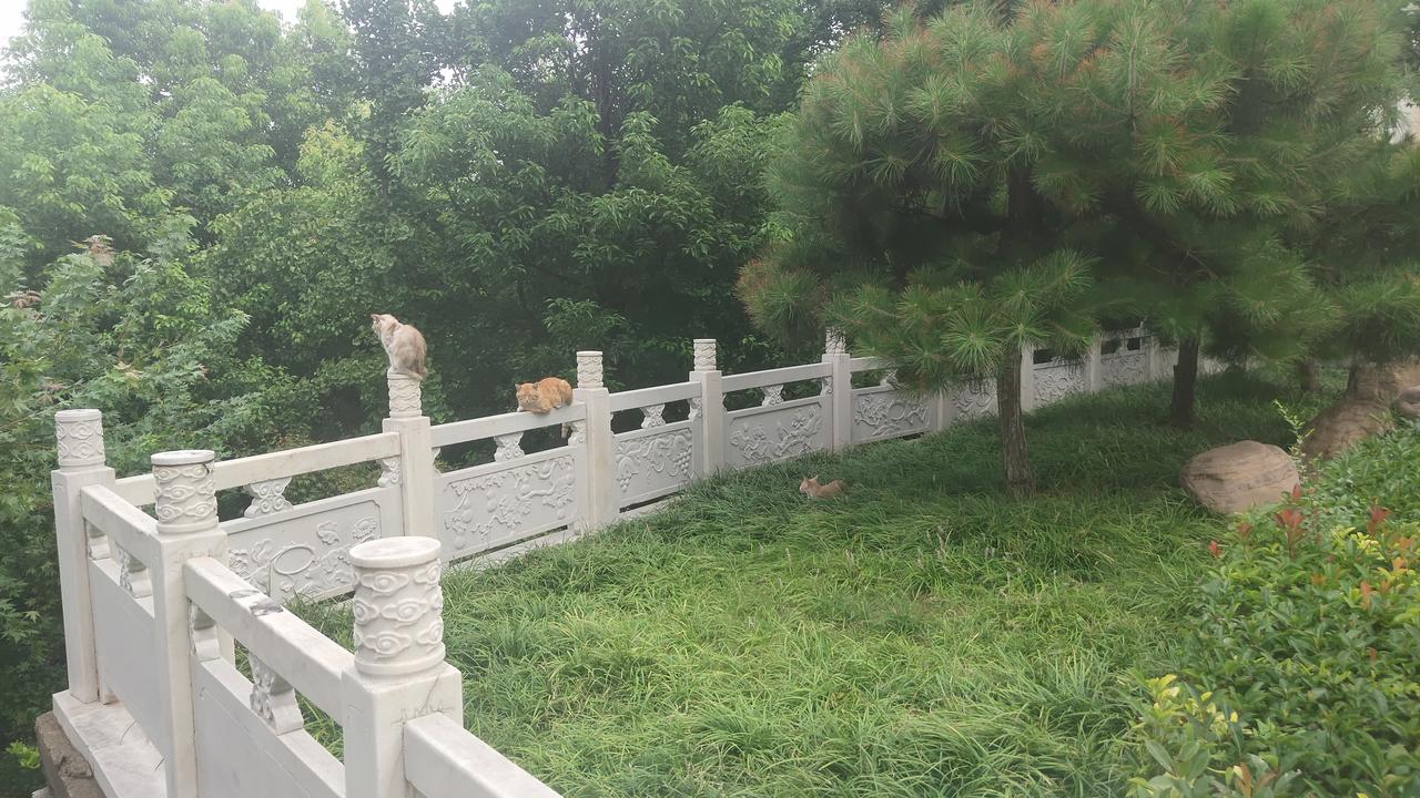 晒图笔记大赛早上晨跑，见路边几只小猫在栏杆上小憩，一副慵懒的神态，感觉还是当个宠