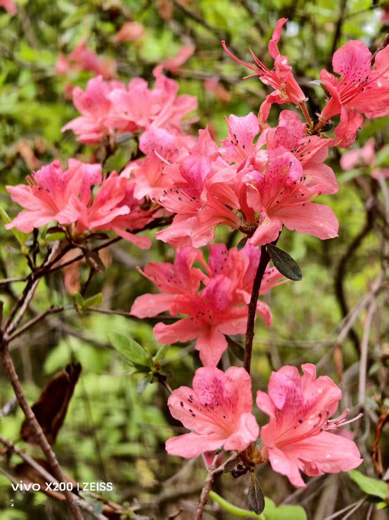 今年武汉的春天来的特别早，我去过武汉东湖梅园赏梅，森林公园梅山赏梅花，武汉樱花园