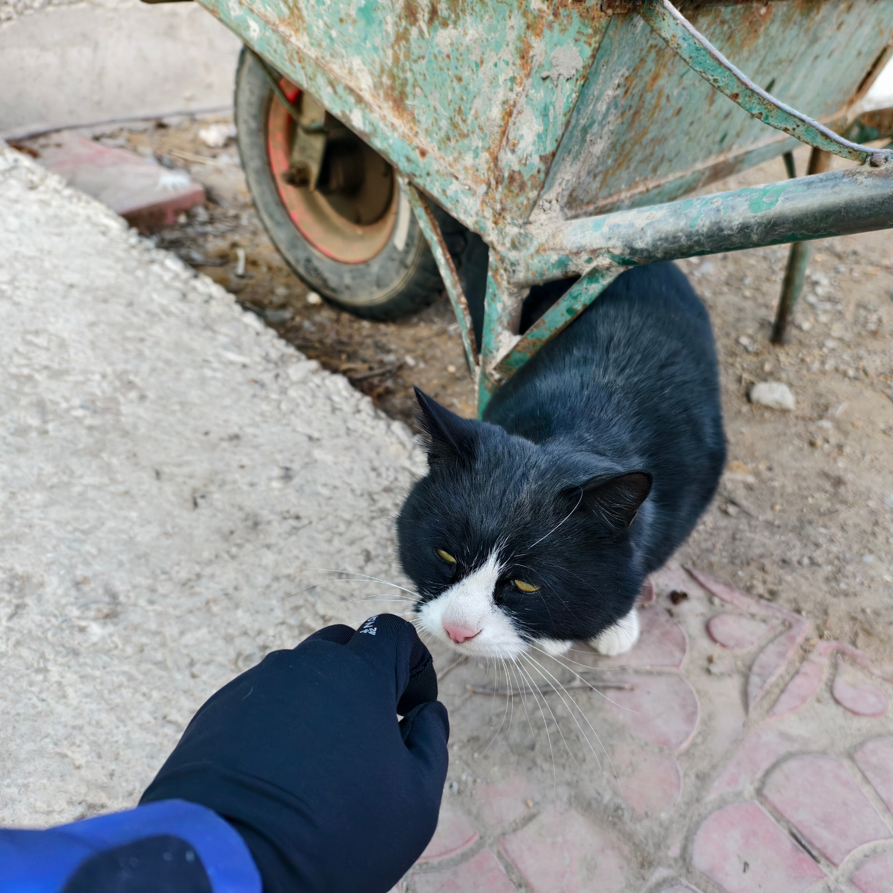 为什么小猫小狗也能在天寒地冻的环境下生存下来？？？🐈关键是它们出门不像人类能穿