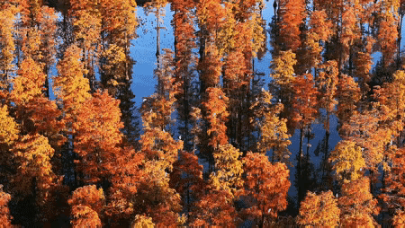武汉水上森林爆火！
就在武汉市新洲区南部的涨渡湖湿地，生长着一万余株池杉，树干笔