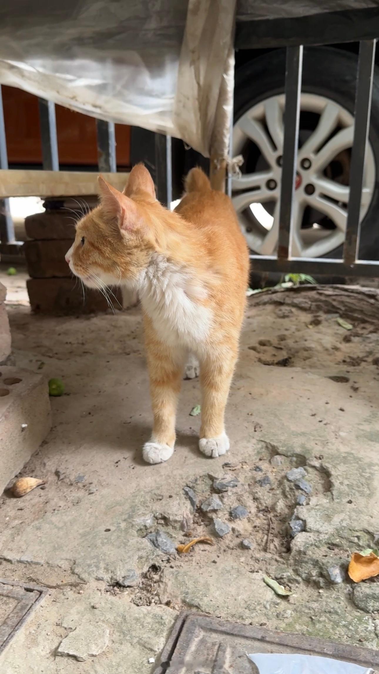 早上好呀周五愉快没尾巴在小院子里等我它左看看右看看生怕别的猫猫过来抢吃的还害怕奶