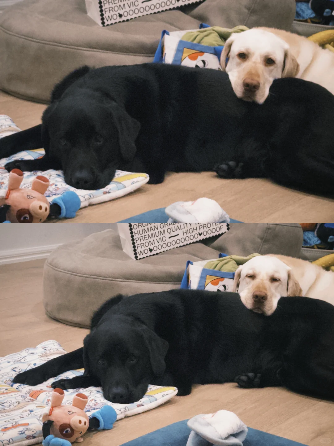 小狗治愈全世界 🌍