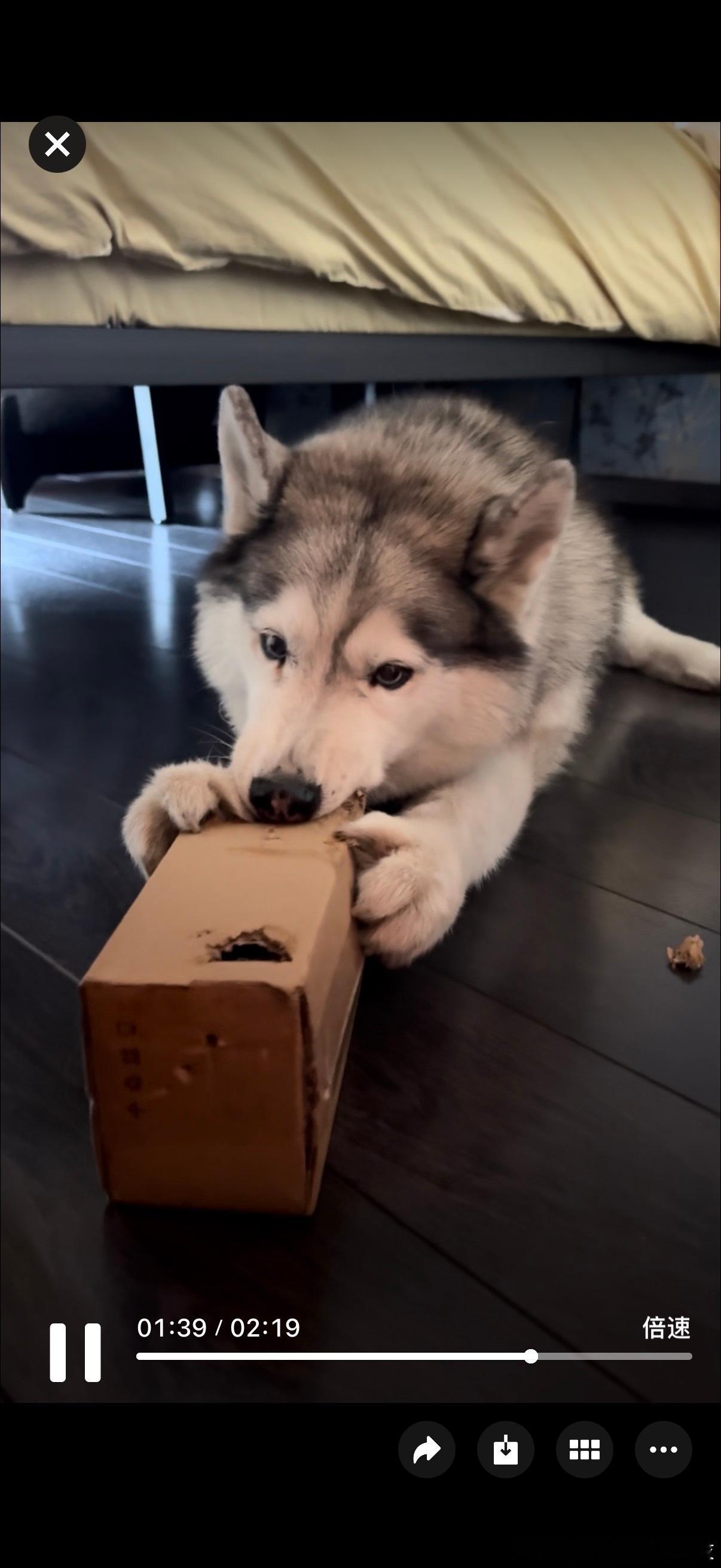 哈士奇  灰灰你要重返狼群的话就去吧，我不拦你