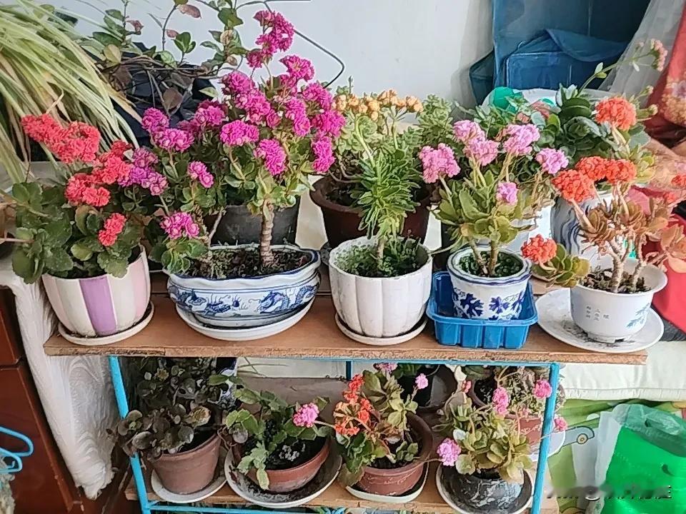 长寿花全都开了，只是不知道她们的名字，认识的朋友告诉我一声啊！