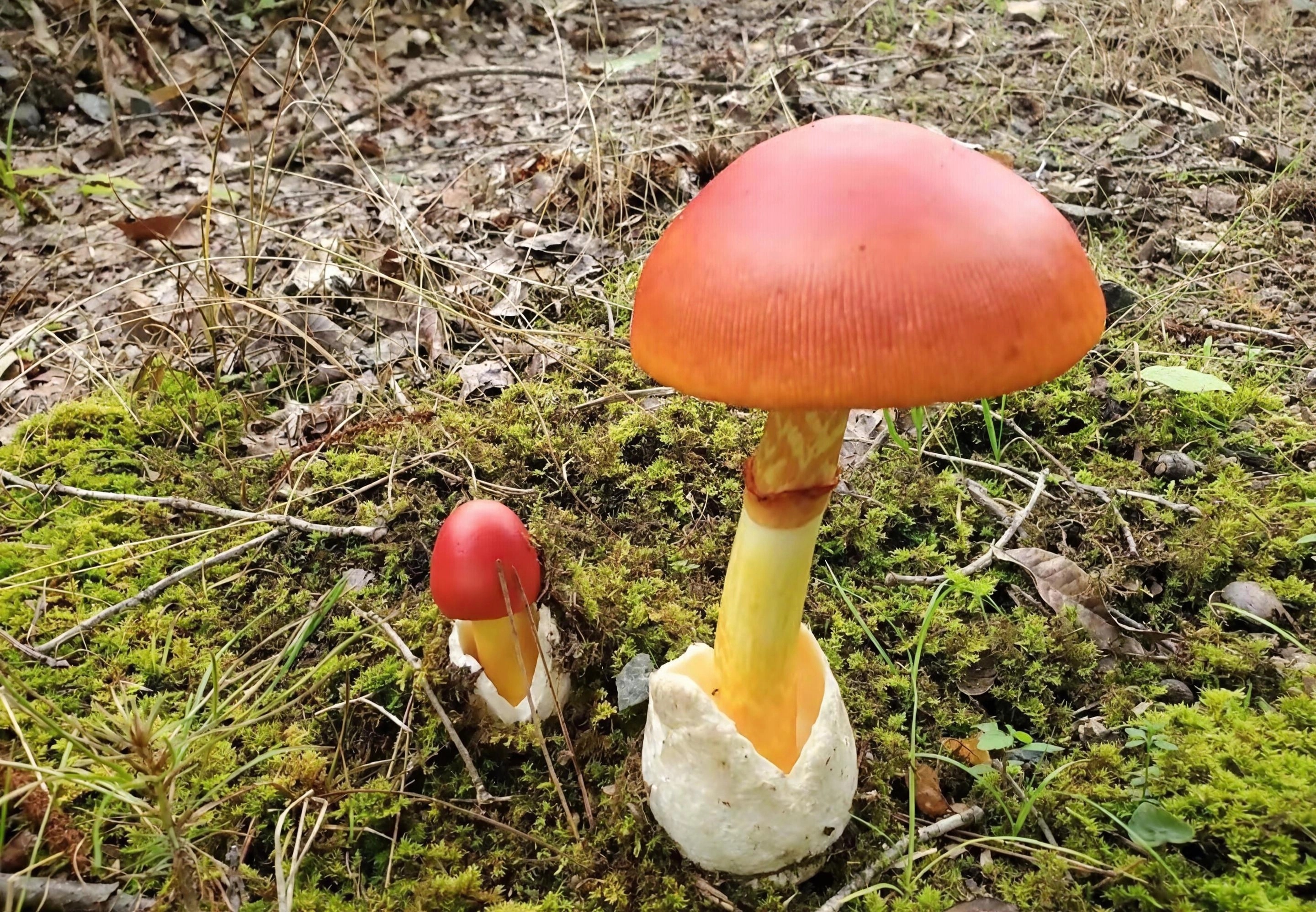 红伞伞白杆杆，吃了一起躺板板！这可真不是开玩笑啊，大家平时跑山上采摘蘑菇一定要区