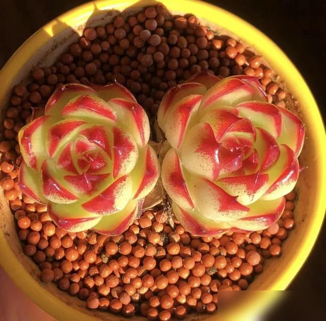 谁看了浙江小姐姐的室内多肉不眼馋啊！@阿花花啊 把阳台架子变成“多肉小世界”，冰