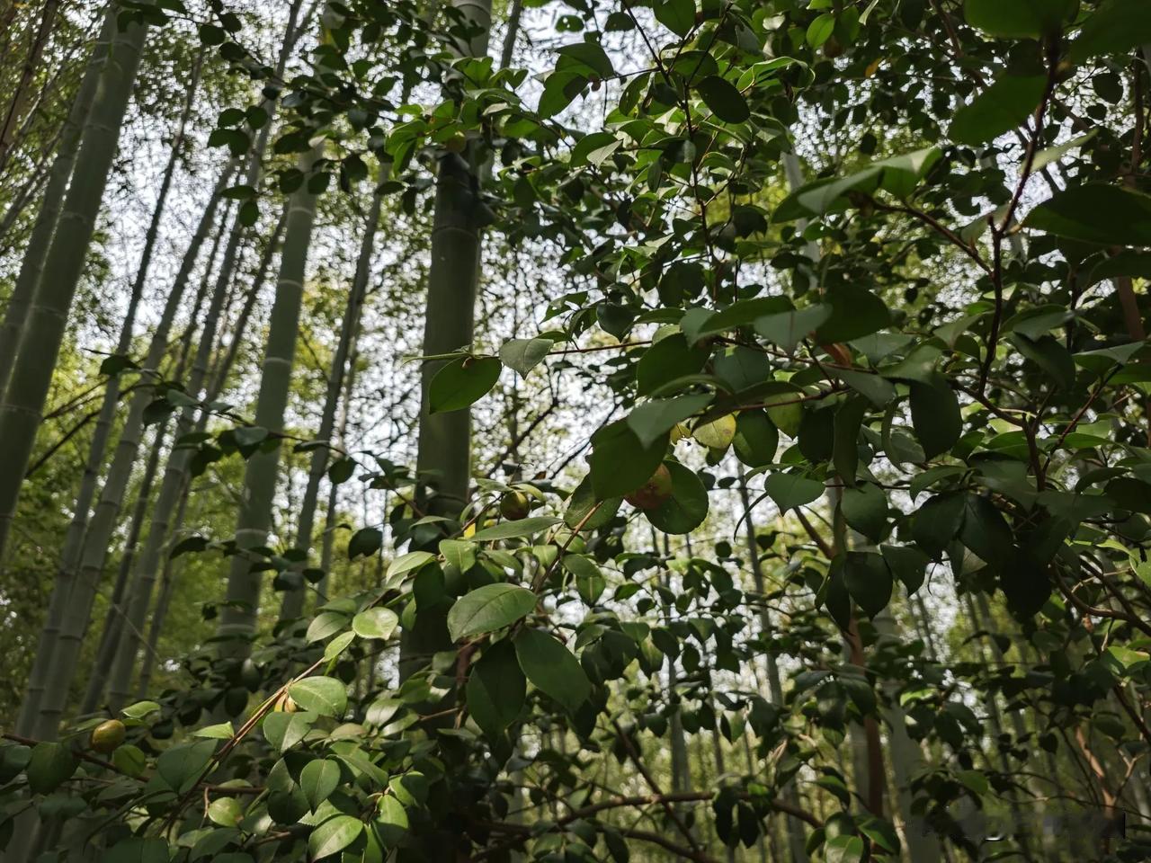 老祖宗的智慧无人能及，小时候农村条件差的很，我们这些从现在山里长大的孩子，就会想