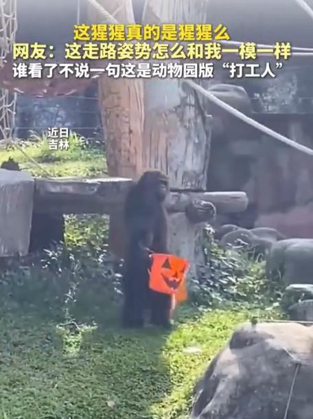 简直成精了！吉林某动物园最近火了，眼看就要闭园，大伙一开始还以为是工作人员没下班