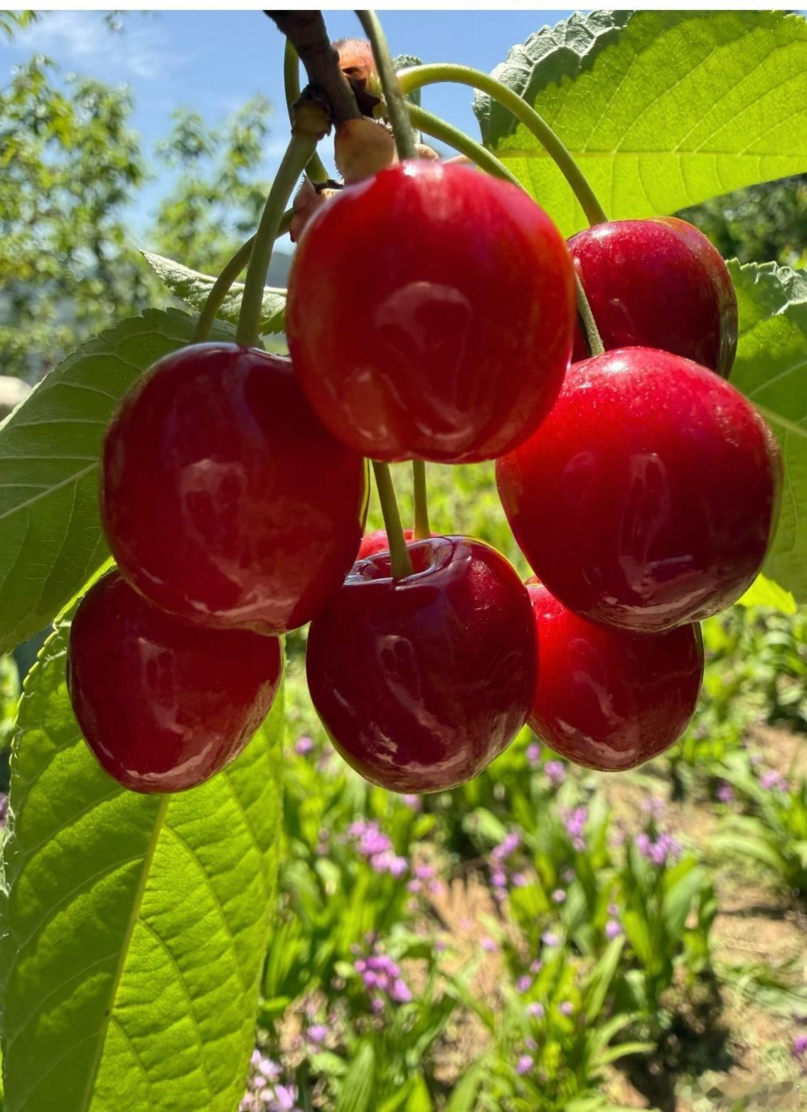 山东樱桃太难了好多年没吃过樱桃🍒了，还是有老二的时候线上下过一单。南方很少卖，