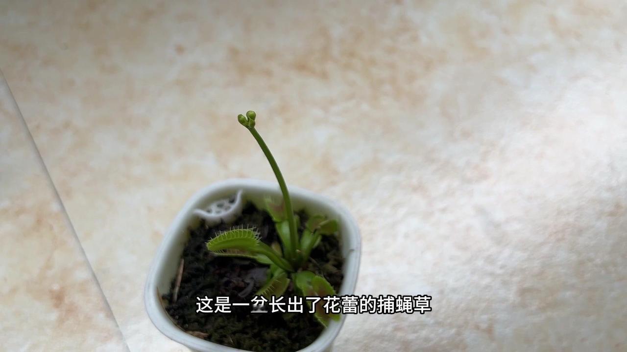 🍃捕蝇草长出花蕾，有一片叶子变黑，可能营养不够，内部两根须都长出来了，盆子对它