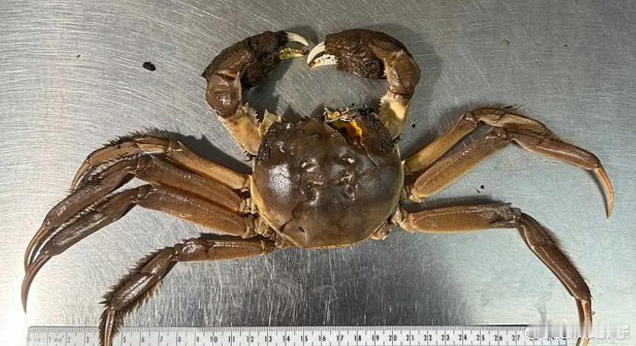 一只大闸蟹引发美国一州恐慌我觉得他们缺一些中国朋友，别说是大闸蟹了，就是漂亮国泛