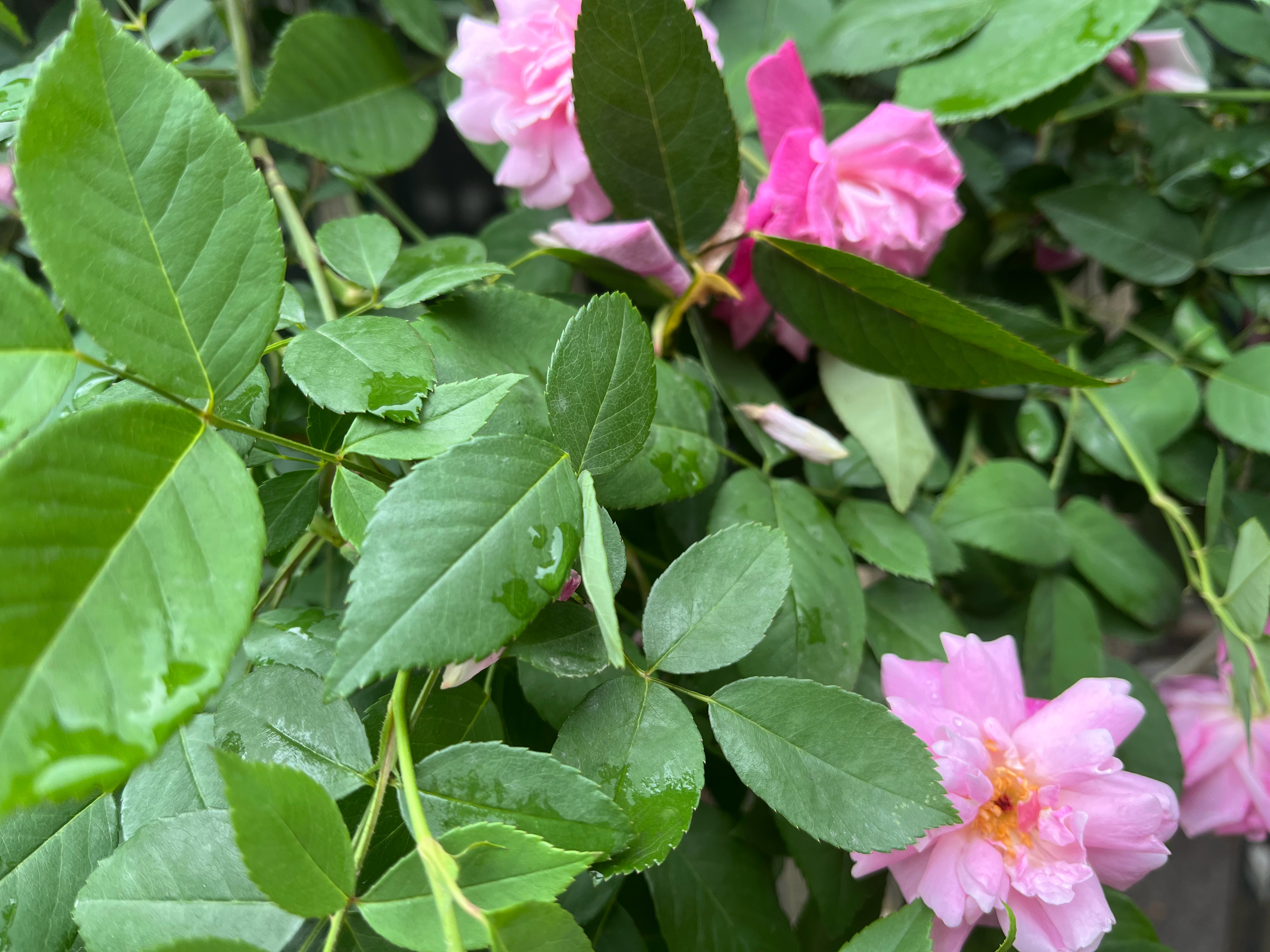 雨后的粉蔷薇。 ​​​