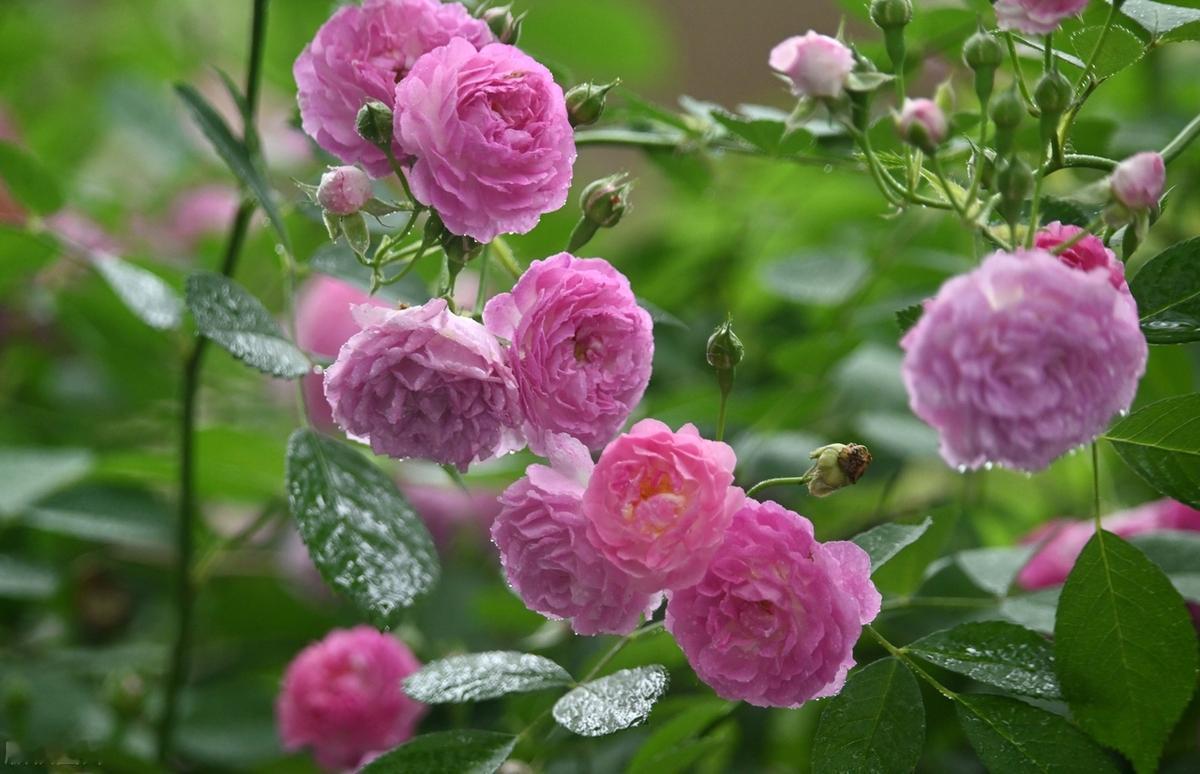 人生旅途中, 没有绝对的对与错, 只是我们看待问题的角度不同。学会包容与理解, 