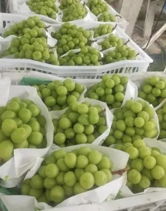 在海宁翁家埠村，阳光玫瑰大量摆出售卖，每斤仅仅5元钱，但是，销量还是一般。

商