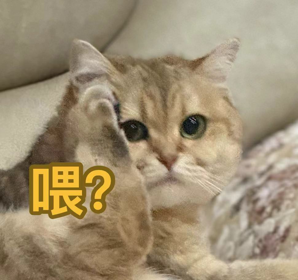 看看孩子们#银点##金渐层[超话]##银渐层##辣椒家新家回访# ​​​