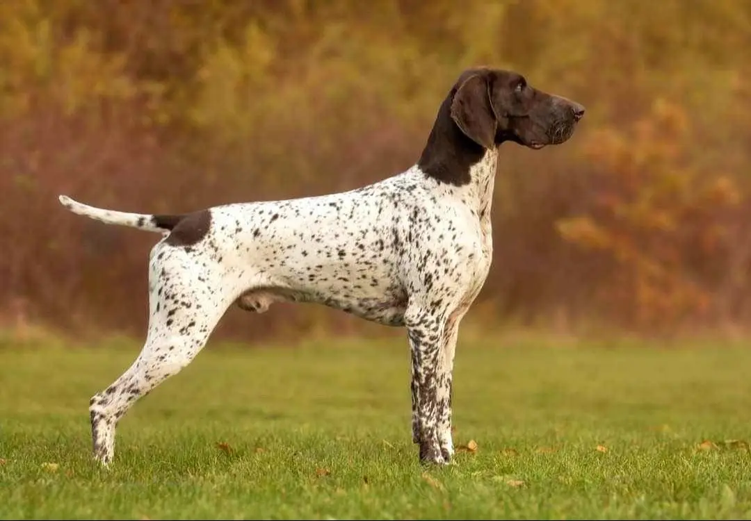 德国🇩🇪短毛指示犬 Kurzhaar
