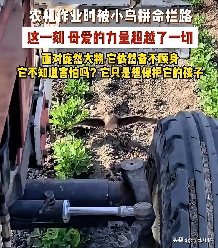 广东一农机作业时被小鸟拼命拦路，司机按喇叭赶不走，小鸟反而越叫越凶，

开农机的