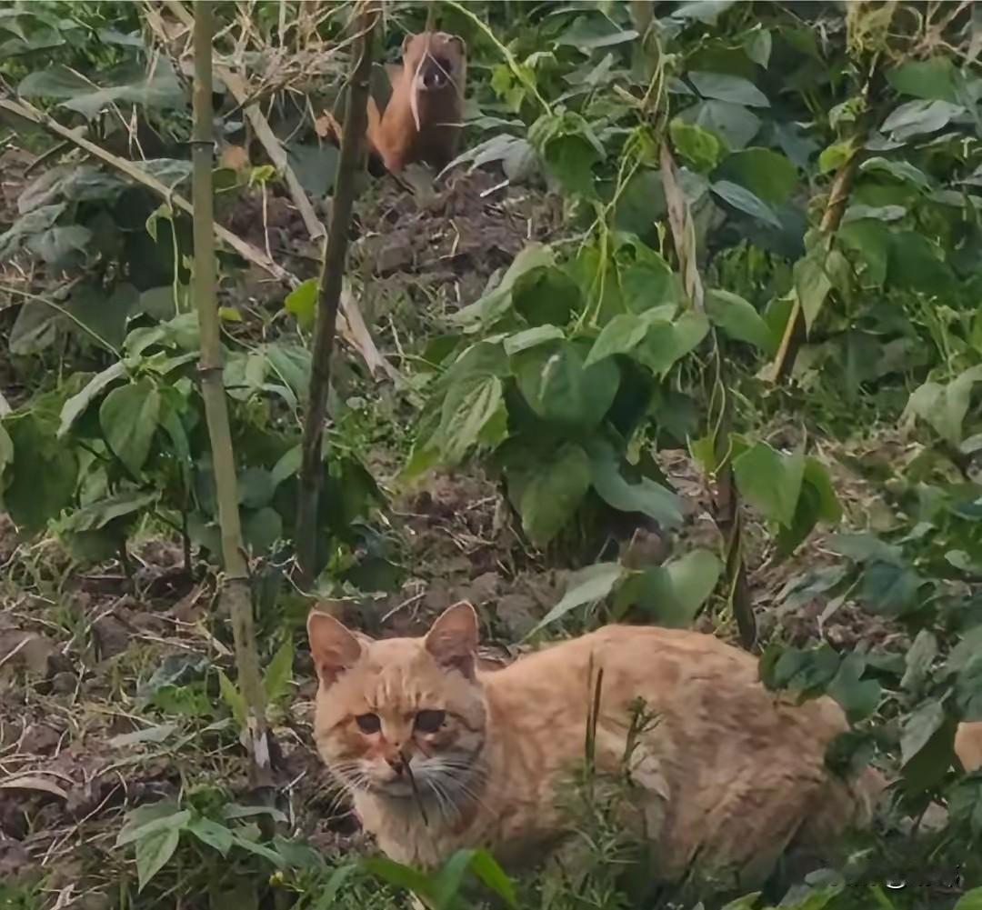 一位小姐姐平时经常投喂流浪猫，这天她在公园发现一只双目失明的流浪猫，估计因为眼疾