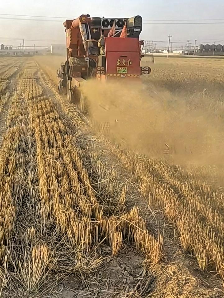 现在麦收多省心啊，联合收割机到地里走几遭，麦粒归仓，麦秸秆直接粉碎地里沤肥！
几