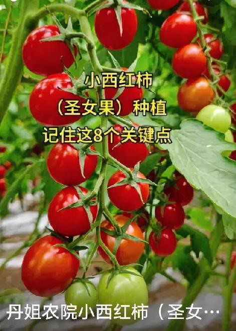 圣女果家庭种植技巧，简单易活、高产清甜✨
 
圣女果口感清甜、营养丰富，阳台、小