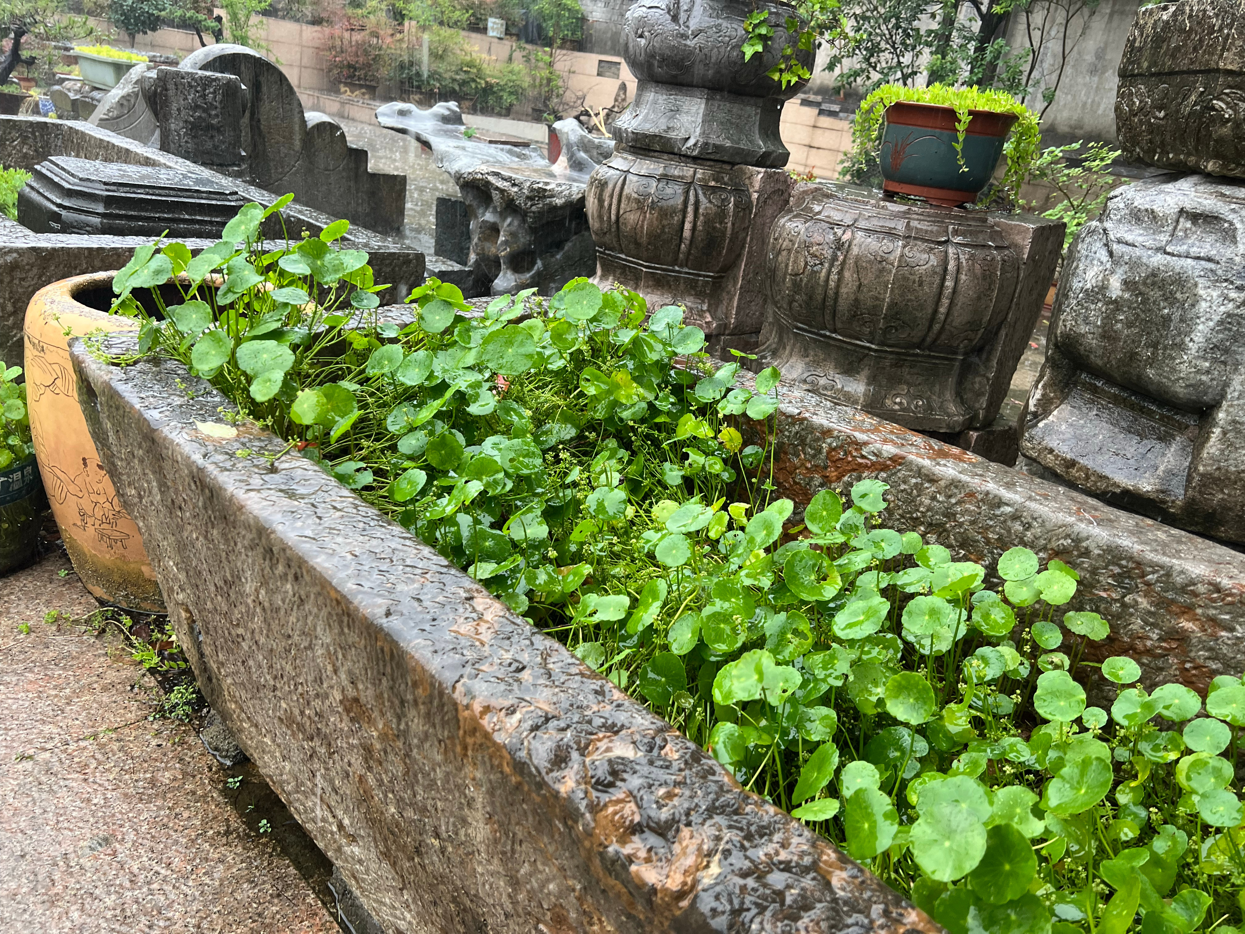 雨天，山中人家的庭院里，雨点窸窸窣窣，声响清晰可闻。 