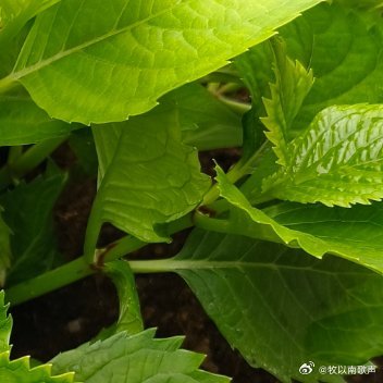 早安心语 人生的路上好长也好难。每天要面对这么多的日常琐事。 