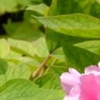 牡丹花的种植方法：1、种植时间牡丹花种子一般在八月上旬、中旬成熟，种子熟透后进行