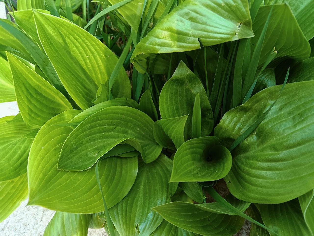 绿意盎然的植物，生机勃勃，自然之美！🌱🌿