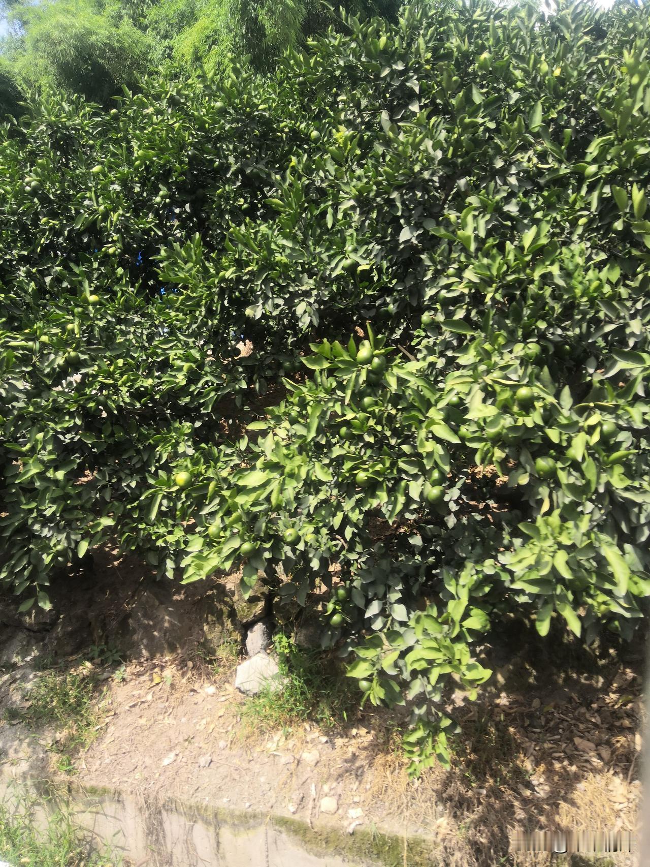 乡村旅游该走哪条路乡村旅游该走哪条路？其实每个人的内心想的完全不一样旅游，有人喜
