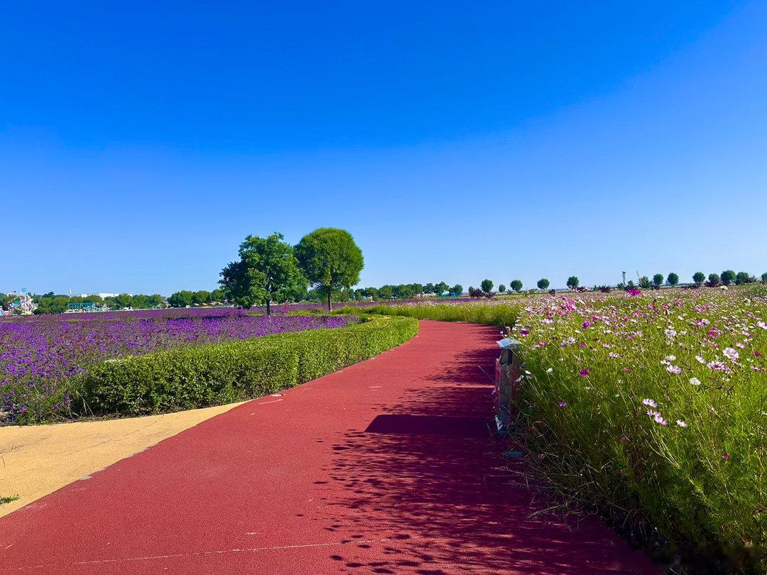 继续在兰州新区跑步看风景！今天跑兰州机场附近的临港花海，风景太美！各种花草树木动