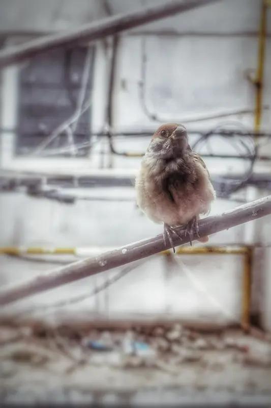 我见过太多无知却自信的人了。就像那只小鸟，以为水只能从天上来，看到老鼠挖井就讥讽