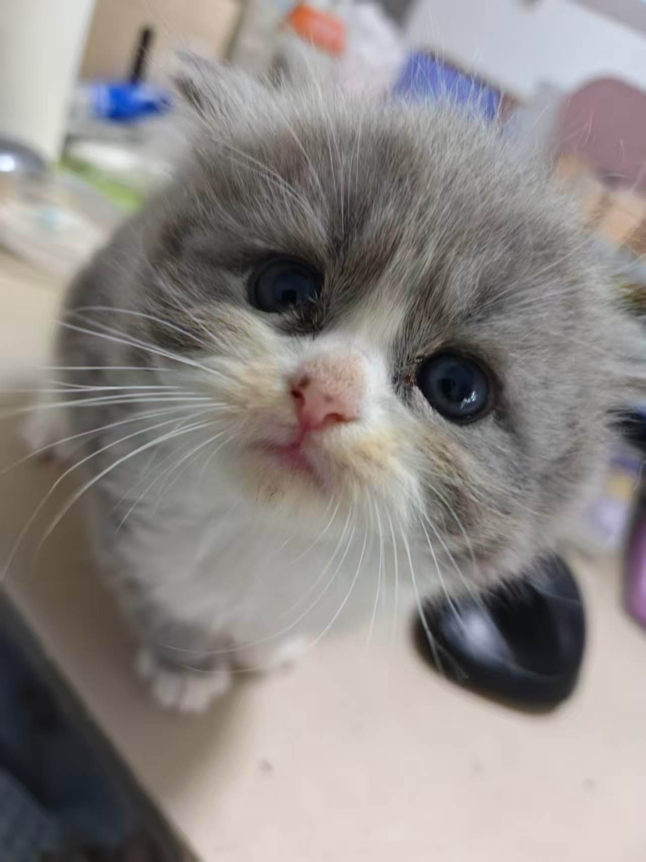 来看看25天的小鼻嘎 