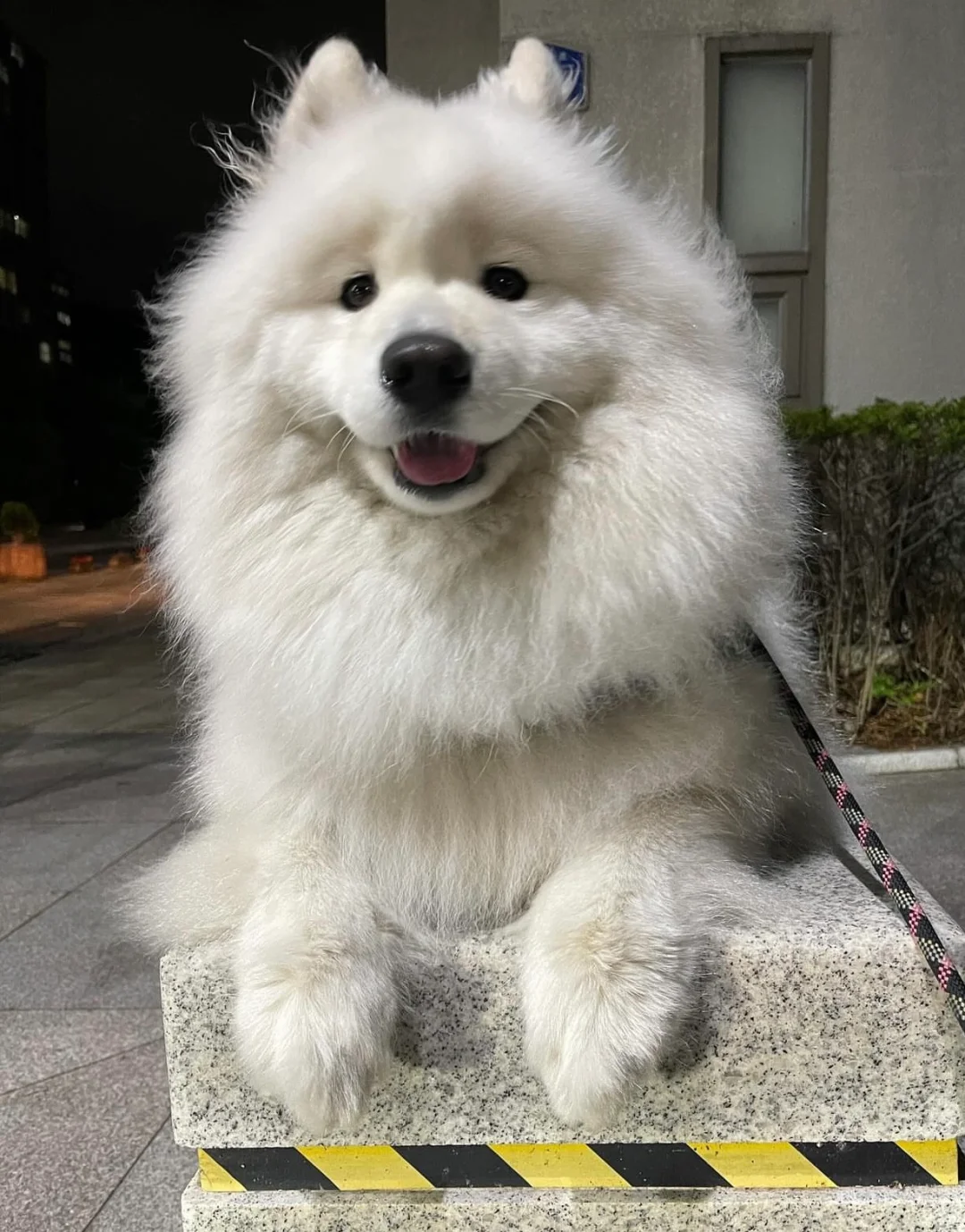 门口的石狮子看上去傻傻的啊，一点也没威严