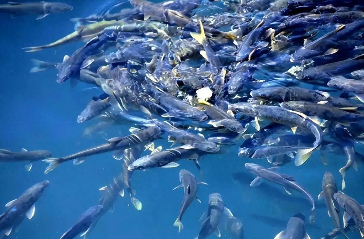 中国这个湖没人敢下水！6亿斤鱼谁也不敢抓，抓了也都不敢吃？


羊卓雍措，被誉为