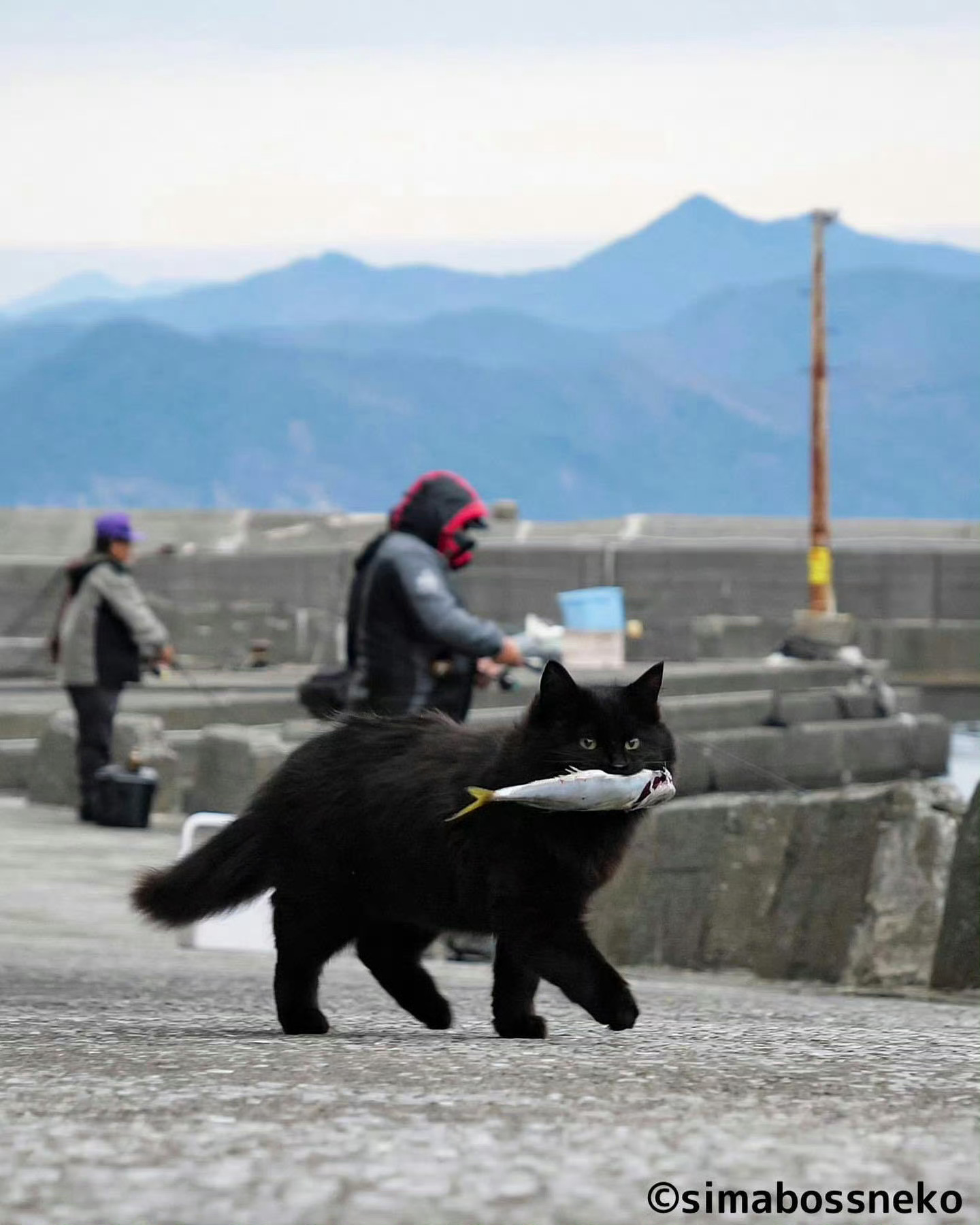 满载而归！猫咪：什么是幸福？这就是😼 