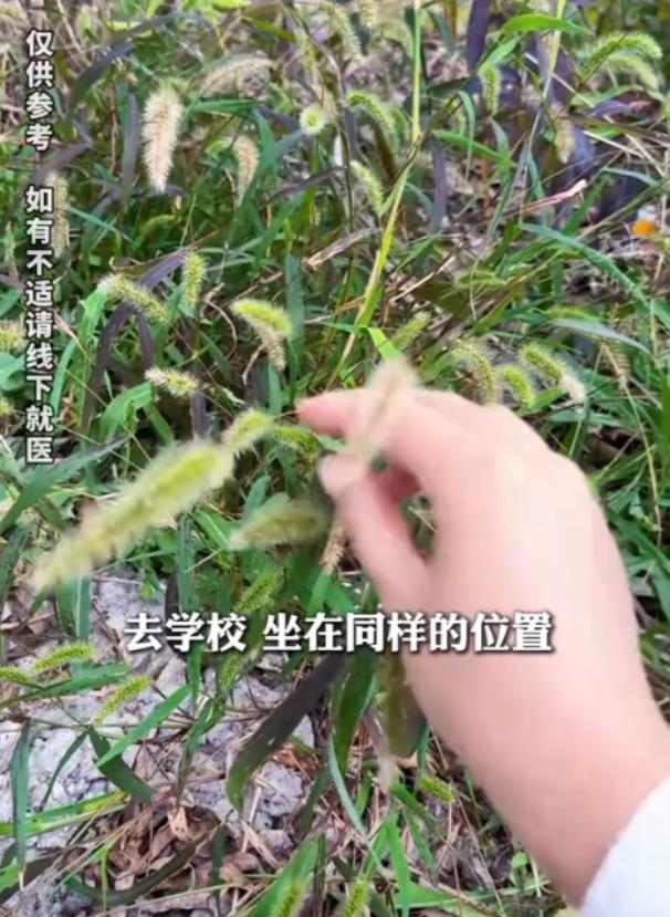 11月4日陕西汉中一位妈妈用狗尾巴草熬汤药，竟然治好了儿子近视？网友评论：依我的