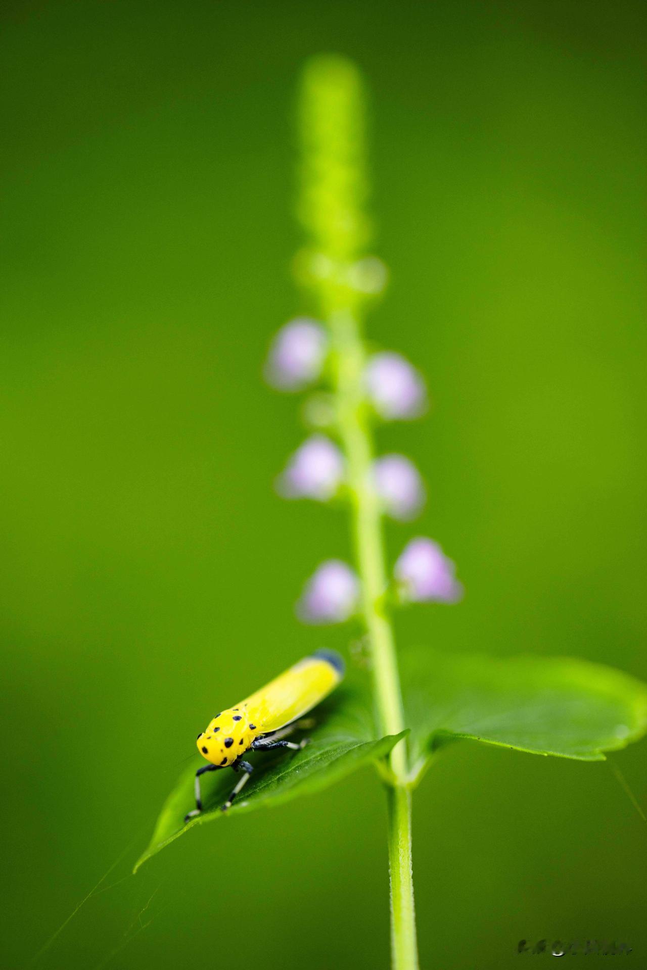 今日立春，万物复苏，好事正酿，愿所有的遗憾，都被春风化解[心][玫瑰][玫瑰][
