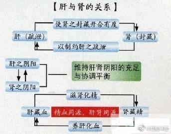 肝与肾，是一种什么样的关系？中医认为，肝藏血，肾藏精；肝主疏泄，肾主闭藏。中医把