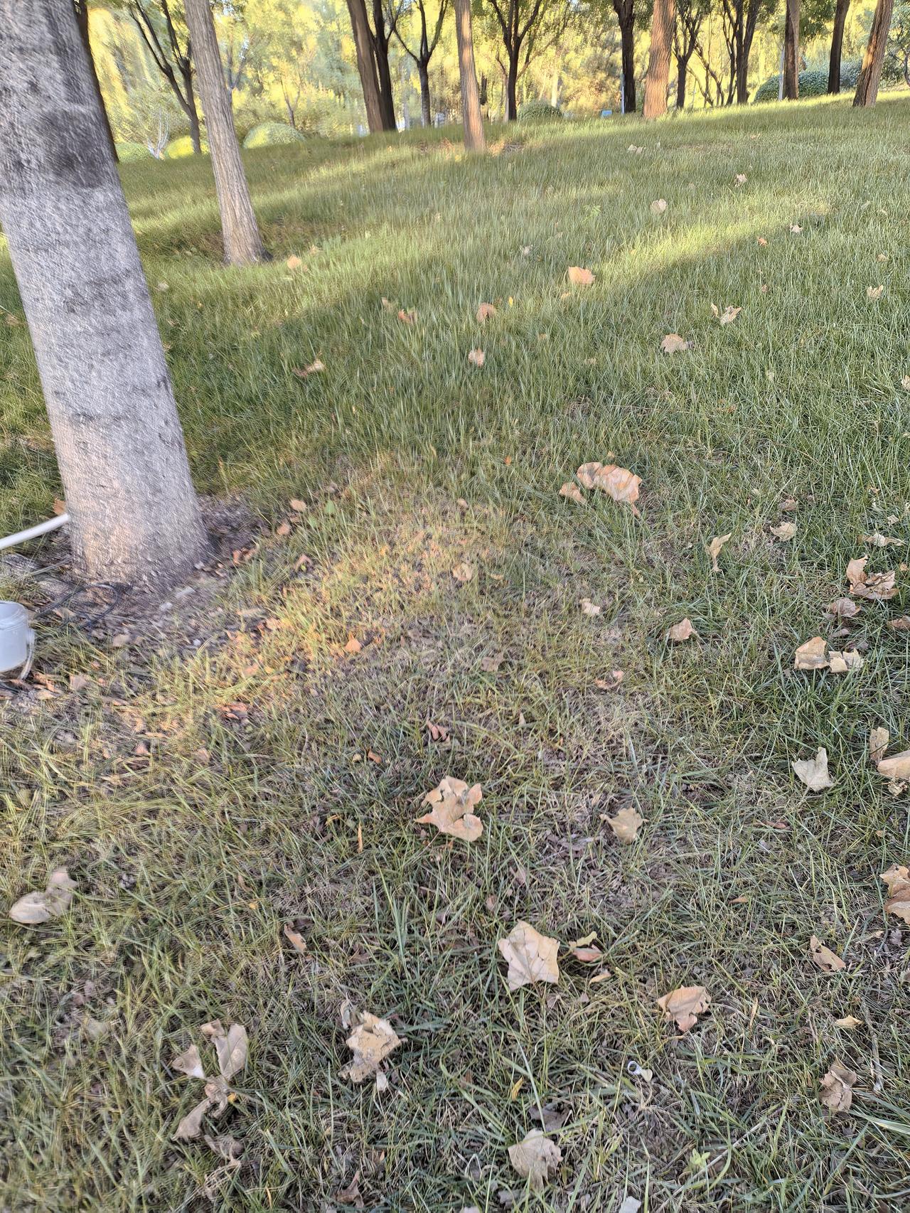 秋日随手拍最早的落叶，