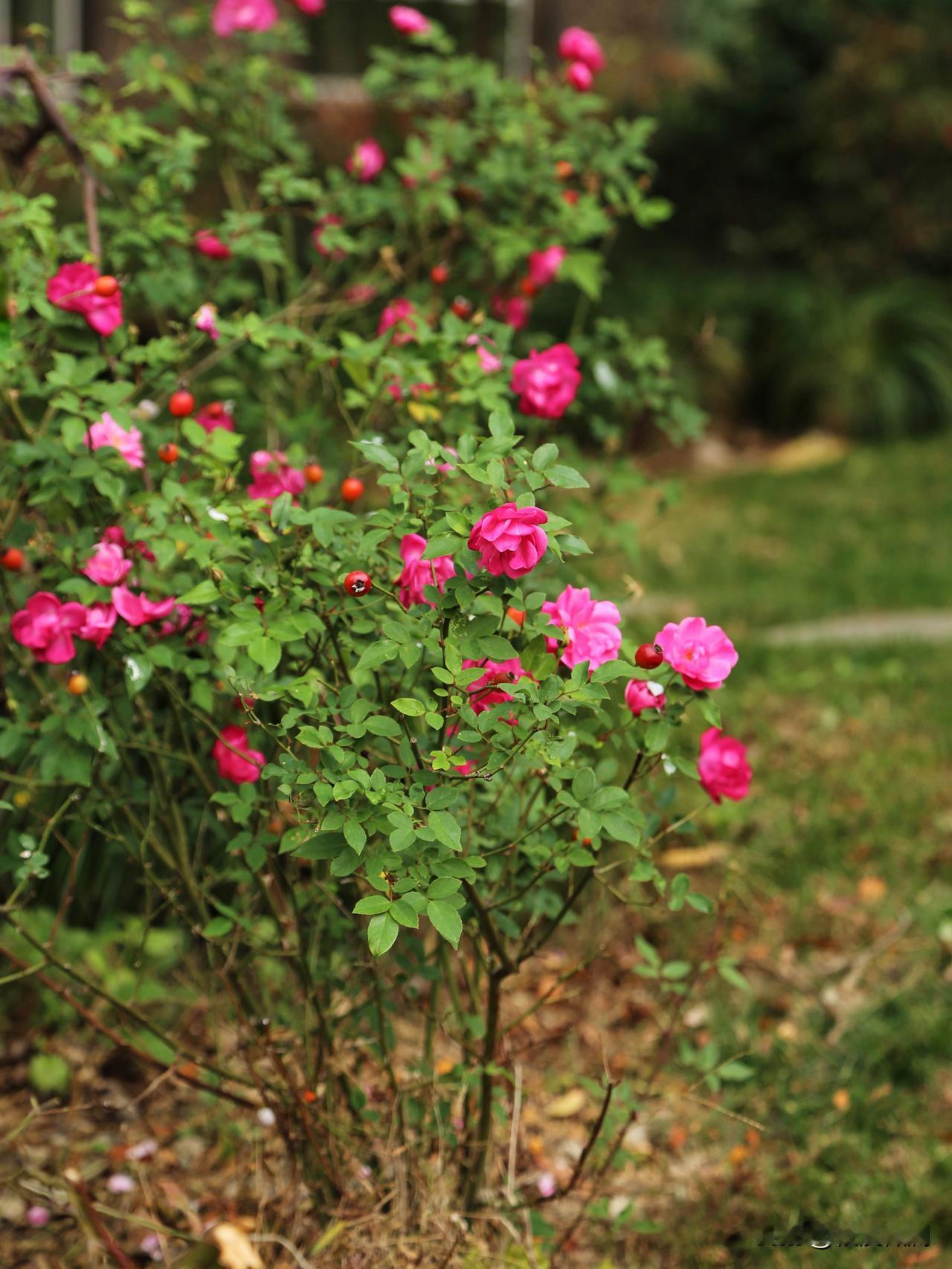 楼下墙角的这丛月季，从春开到夏，又从秋开到冬。也许是冬天越来越暖和的缘故，在刚刚