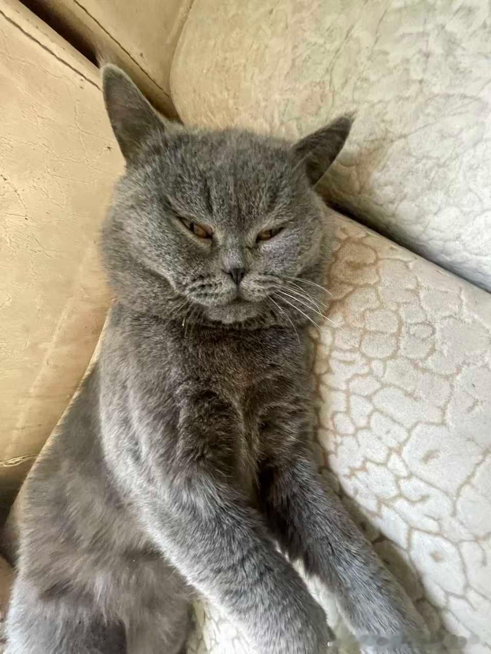 49633【丑猫】全世界倒数第一好看的小猫 