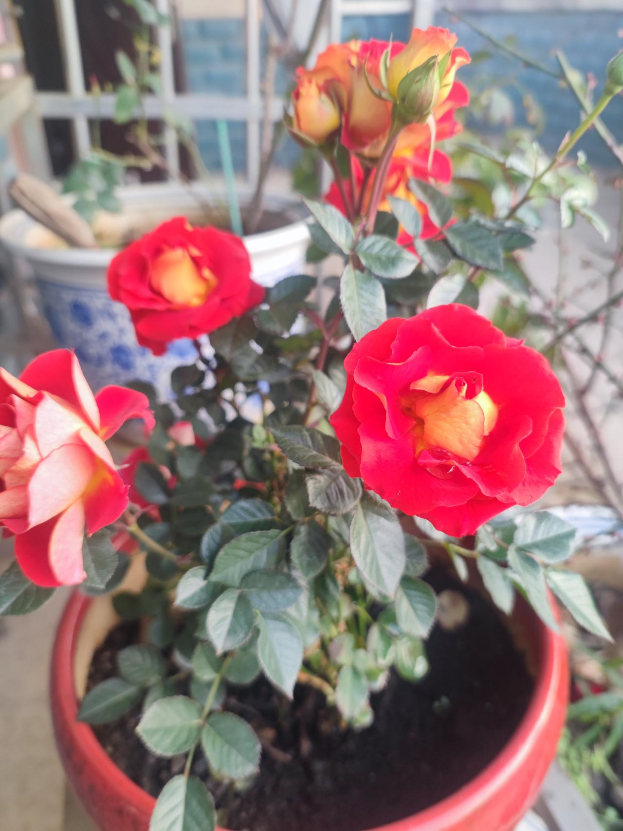 狮子座月季花，开的就是艳丽。
​刚拍的，阳台傲寒独立的月季。月季 淡粉色的月季