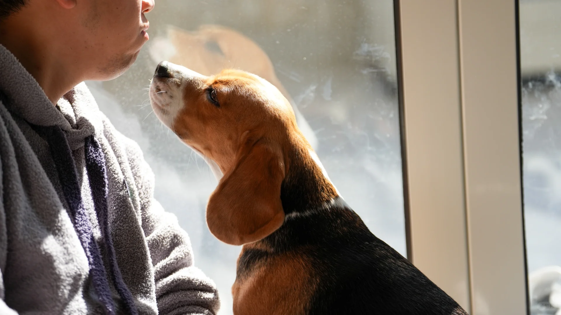 布鲁酱&图大爷日常