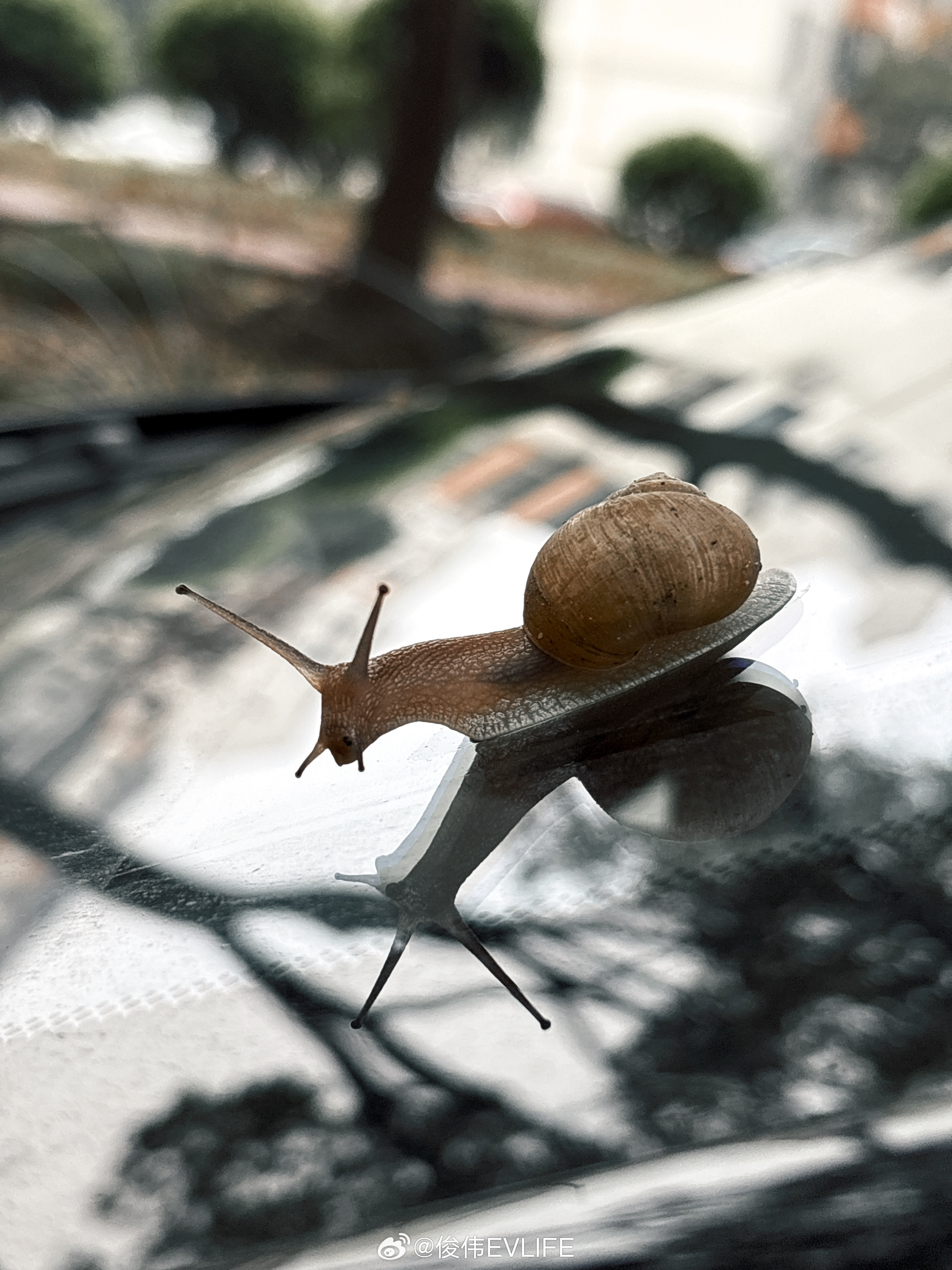 愚人节出门看到小蜗牛黏在车前玻璃上 
