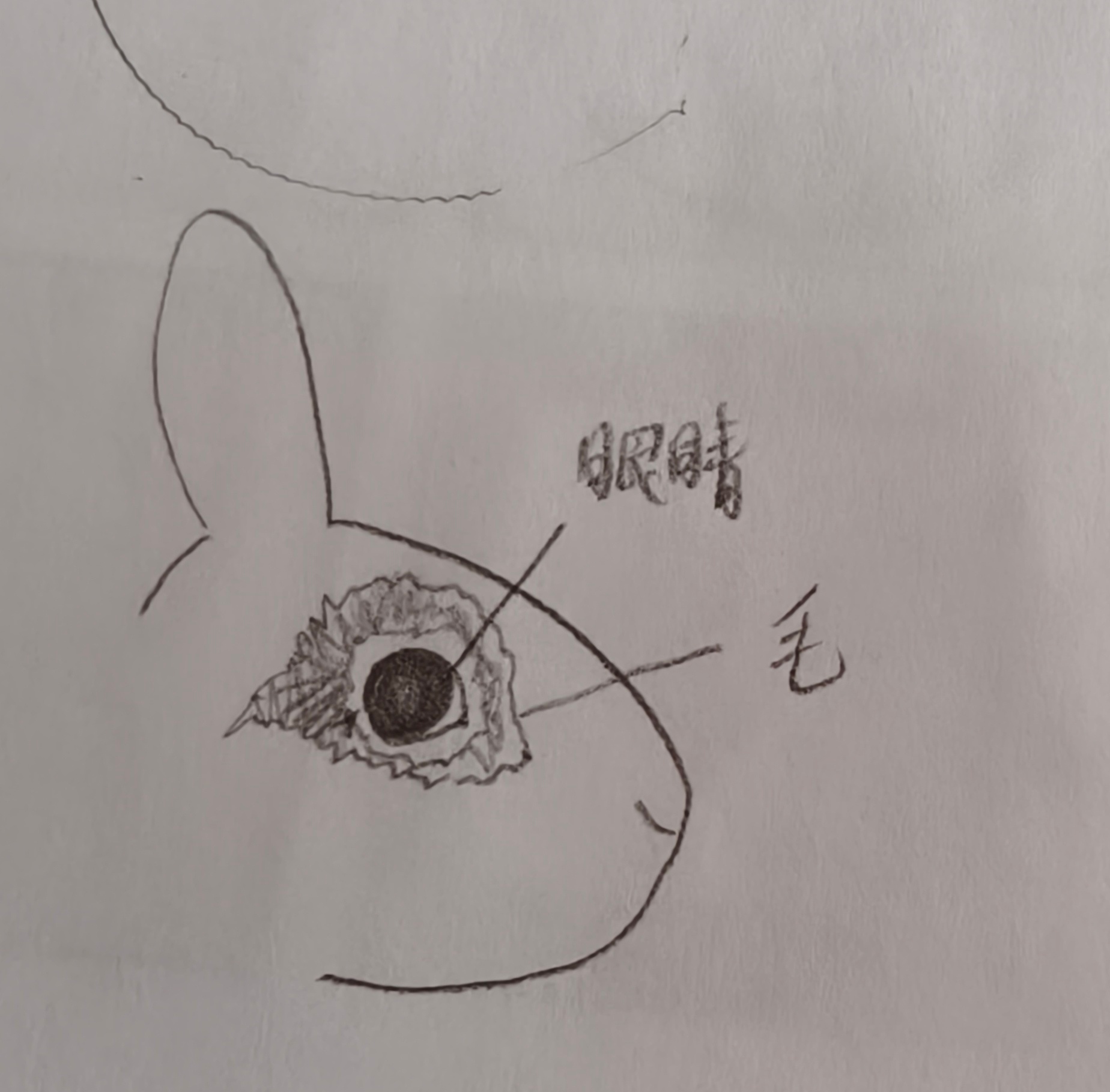 从有的兔子的兔子的眼睛为什么吓人，到，怎么化眼妆显得眼睛大